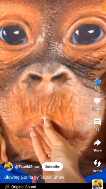 #monkey #funny #animals #comedy #baby #music #fashiontrends #trending #summerfashion #love #shorts смотреть онлайн