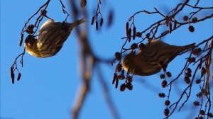 Внимательным взглядом. Выпуск 15. Чижик пыжик где ты был.