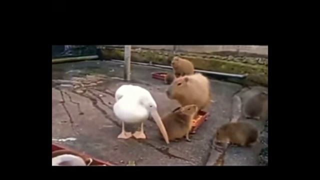 песня про капибару