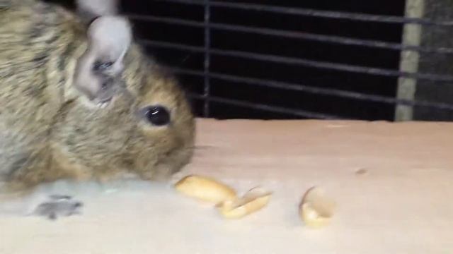 Coco my Degu смотреть онлайн