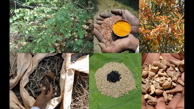 Tribal Medicines of Gandhamardan Hills for Cissus- Asparagus Toxicity: Film by Pankaj Oudhia смотреть онлайн