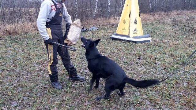 Гюрза, 12.11.22 смотреть онлайн