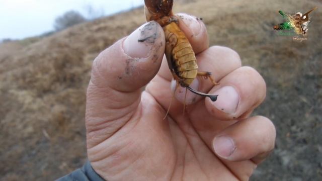 Danaburnu смотреть онлайн