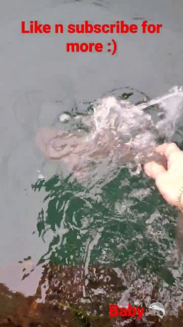 Baby Shark Release #shark #sharks #catchandrelease #fishing #youtubeshorts #shorts #reels смотреть онлайн