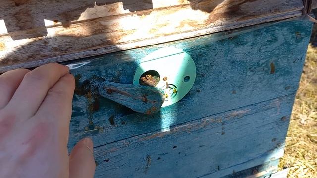 Пчелы перезимовали что дальше 👍. Украина-спасение. смотреть онлайн