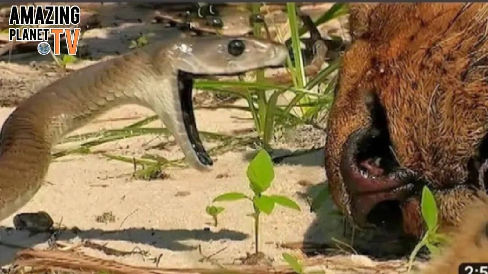 Чёрная мамба против льва – Кто выйдет победителем? смотреть онлайн