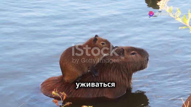 Всё что нужно знать о капибарах! смотреть онлайн