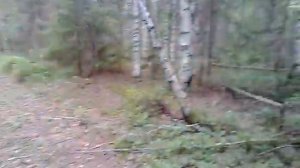 Пунгино. Новости из леса. 5.07.2018.