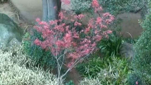 旧岩崎邸庭園の紅葉　　Kyu-Iwasaki-tei Gardens　Autumn foliage смотреть онлайн