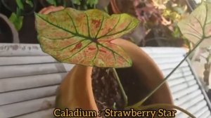 บอนสี Caladium Strawberry Star