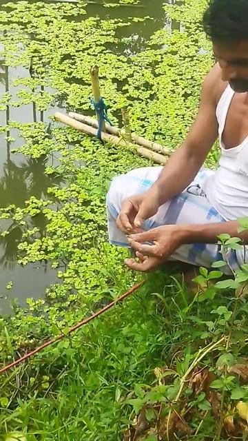 village hook fishing #fish #shorts #fishing # unique video смотреть онлайн