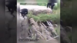 ищу во мху енота