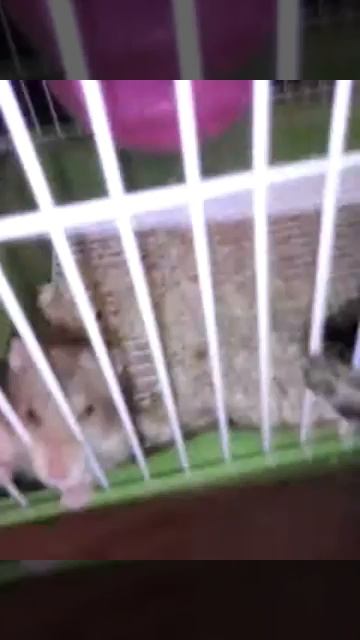 Бешеный хомяк смотреть онлайн