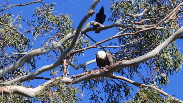 Bald Eagle and Crow in Mill Valley California 2017 смотреть онлайн