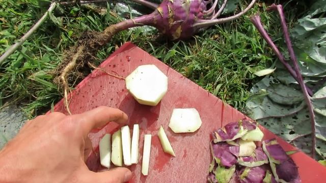 Growing and Picking Garden Kohlrabi: A Great Vegetable! смотреть онлайн