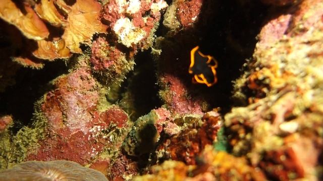 tiny spanish dancer смотреть онлайн