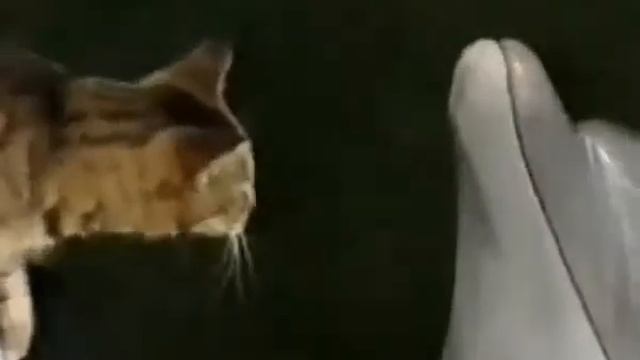 Забавные_ дельфин и котэ смотреть онлайн
