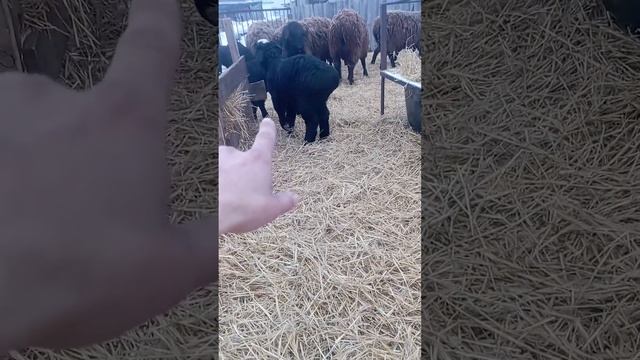 бараны бронь, все желающие, телефон для связи 89502142966 смотреть онлайн