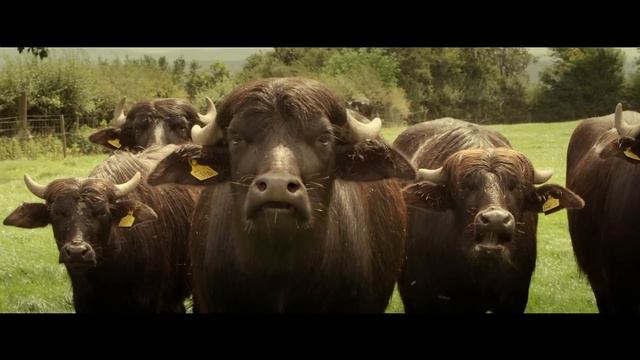 Dub Phizix and Strategy - Buffalo Charge смотреть онлайн