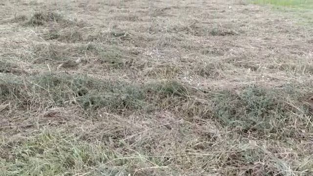 сено_видео