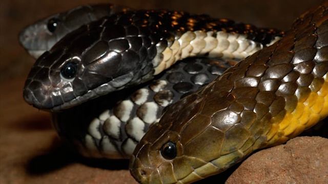 Dünyanın En Zehirli 10 Yılanı смотреть онлайн