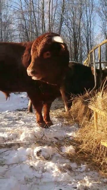 Бык лимузинской породы во всей красе.