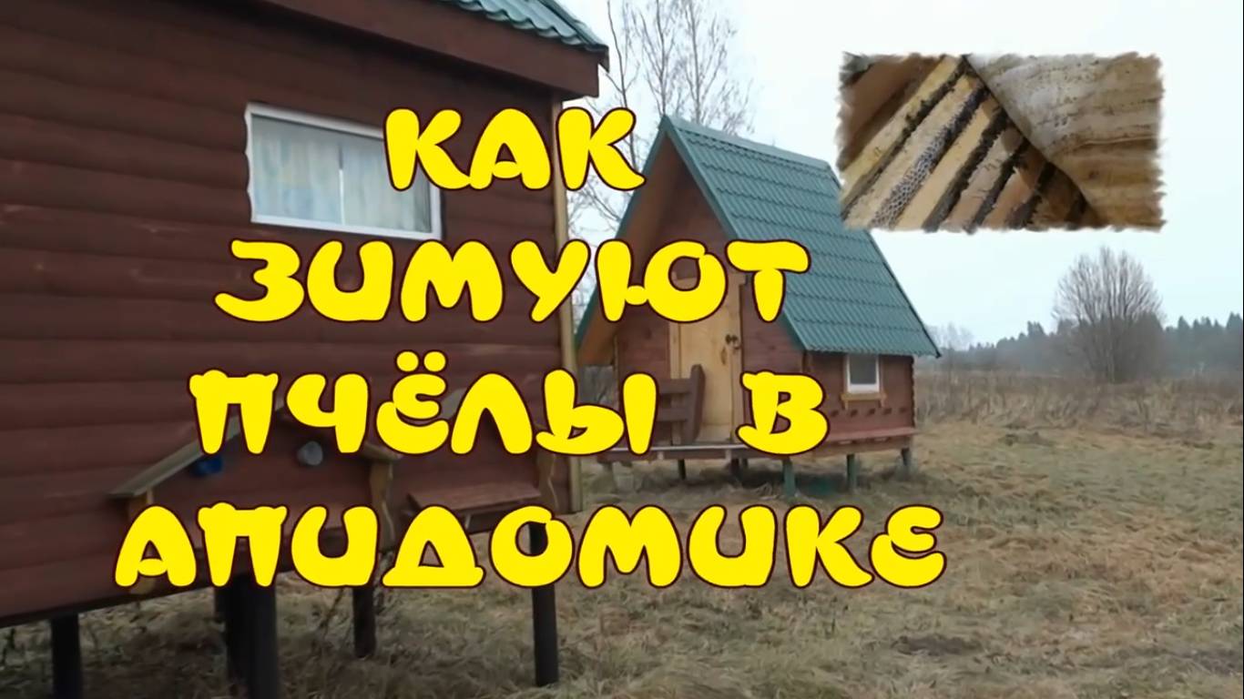 КАК ЗИМУЮТ ПЧЁЛЫ В АПИДОМИКЕ. смотреть онлайн
