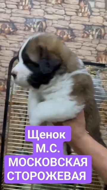 #московскаясторожевая московскаяс#щенки #собаки #щенкимосква #продажащенков