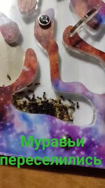 Lasius niger / пересисление смотреть онлайн