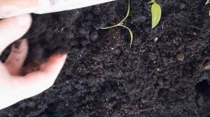 🔥🌱 Пошла жара! Пикирую перец!