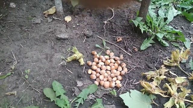 Фундук Керасунд довгий( Керасунд динный) .26 августа 2020 г. смотреть онлайн