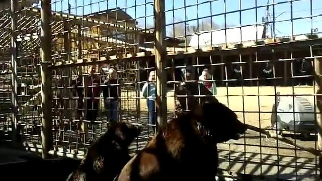 Иркутские медведи