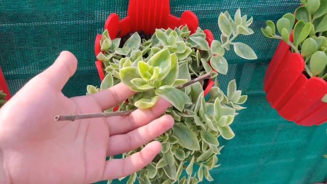 Baby Sun Rose कैसे लगाएं , देखभाल कैसे करे पूरी जानकारी मिलेगी इस वीडियो में Best summer plants смотреть онлайн