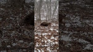 Охота на кабана с гончими