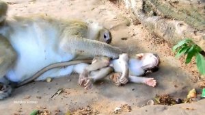Very poor baby monkey Lola got double grab, Brinn want to grab Lola from first kidnapper Tara