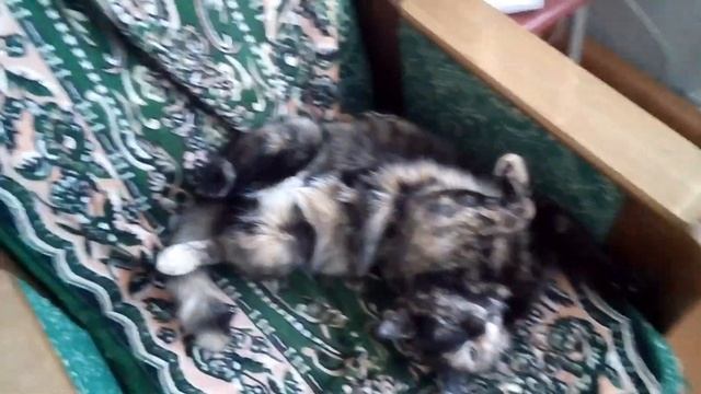 РАЗГОВОРЫ С МОИМИ КОТАМИ!? Они умеют говорить!!!??? смотреть онлайн