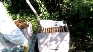 Первый рой пчел в 2020 году, пересадка из ловушки  в улей