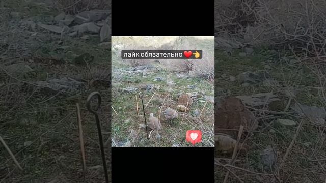 kaklik кабгуша дар гарм смотреть онлайн