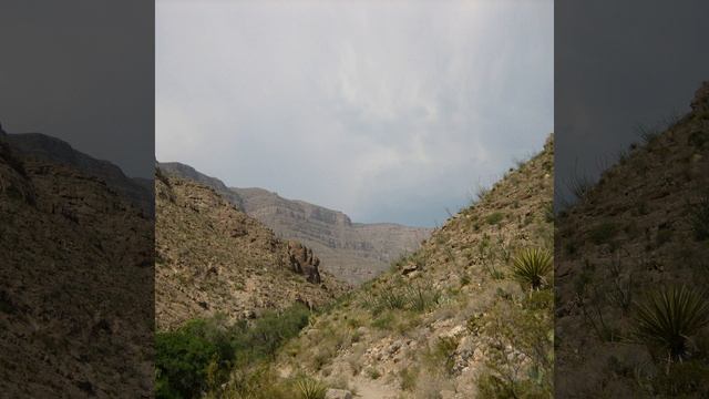 Thylacine смотреть онлайн