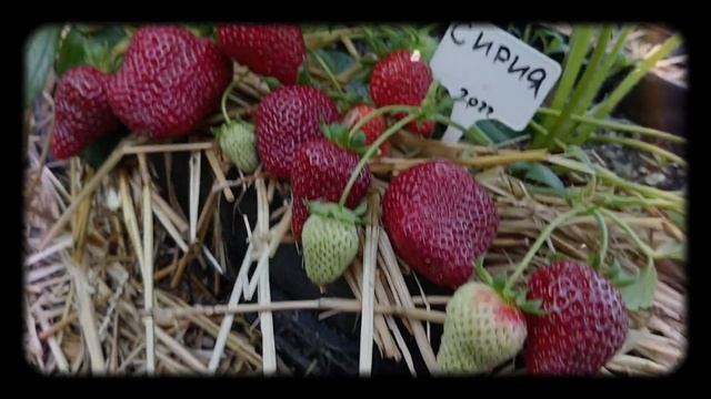 минипитомник Земляничная Исландия.( рассада земляники садовой 50 сортов) +79780389534 смотреть онлайн