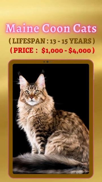 Expensive Cat Breeds in the World🐈🐈⬛ | #shortsvideo #cat #catbreed смотреть онлайн