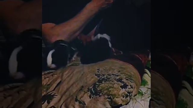 Догонялки|Морские свинки|Животные|Forever смотреть онлайн