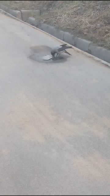 Ликвидация крысеныша 😍 смотреть онлайн