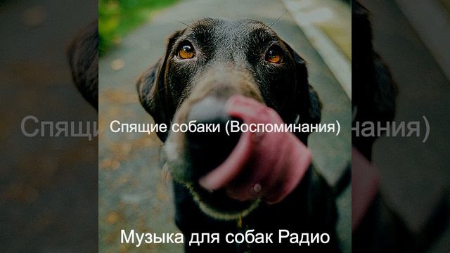 Звуки (Собаки) смотреть онлайн