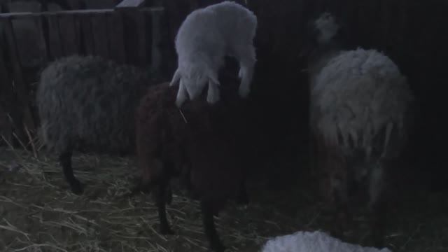 ЮБИЛЕЙ / ЗАПРЫГНУЛ НА ТЁТКУ смотреть онлайн