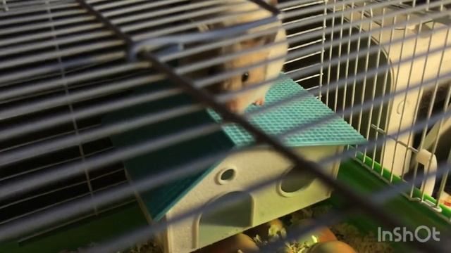 Уход и содержание хомяка!Главные вещи в уходе у хомяка! смотреть онлайн