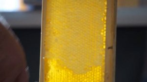 Мёд ВРЕДЕН для организма? Польза и вред мёда