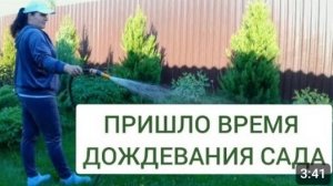 ДОЖДЕВАНИЕ 🌲МОЖЖЕВЕЛОВОГО САДА🌲25.05.2024г.