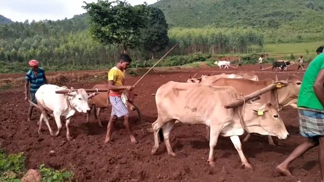 Indian Rural Life Vlog || Plowing with oxen || Village Life Vlog || Harza Vlogs || #indianvlog