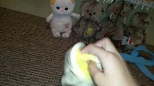 Всё что нужно котам Барсикам и Лили